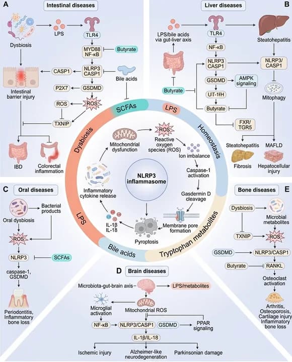 Disease pathways research figure