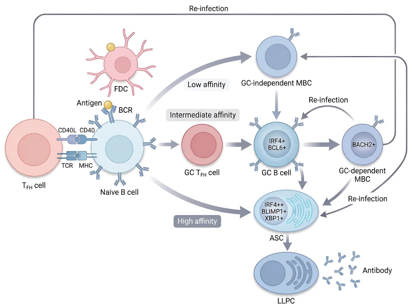 Immunology pathway of B cell fate differentiation