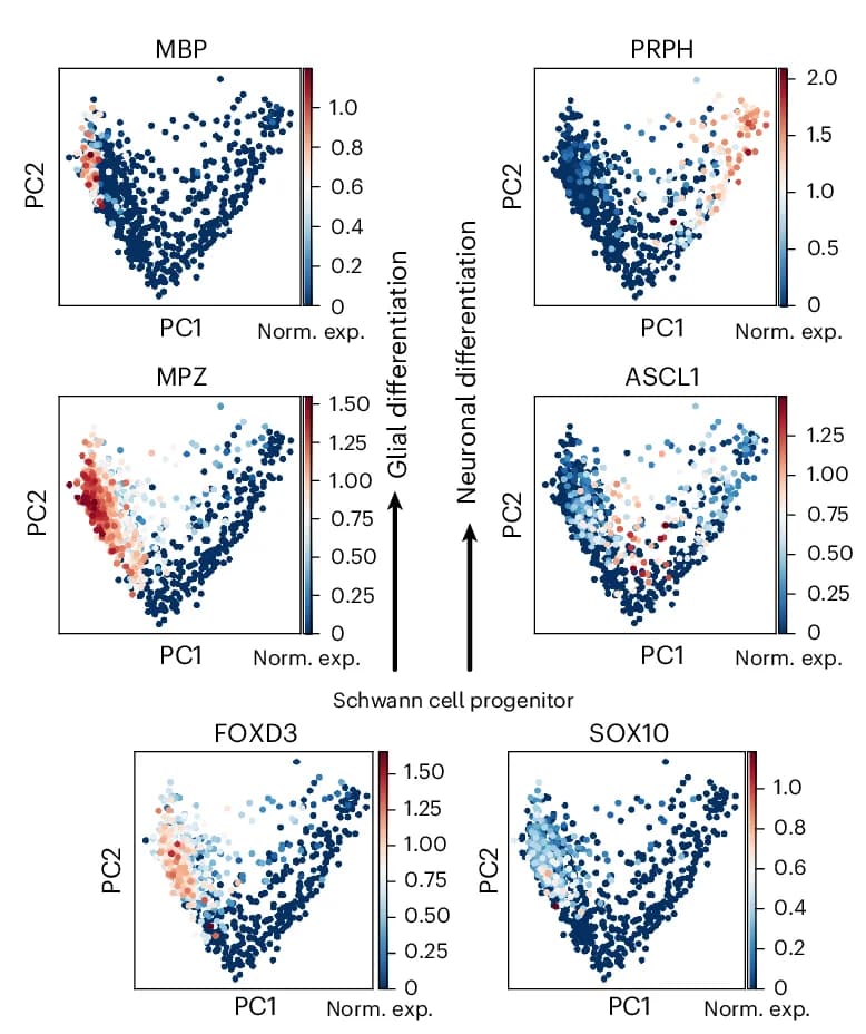 Six gene-expression scatter plots showing glial and neuronal differentiation