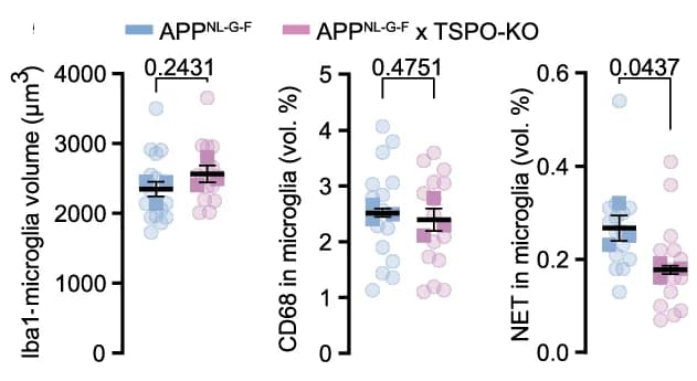 Three grouped dot plots comparing microglia measurements