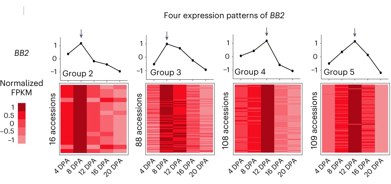 Four gene expression line plots paired with heatmaps