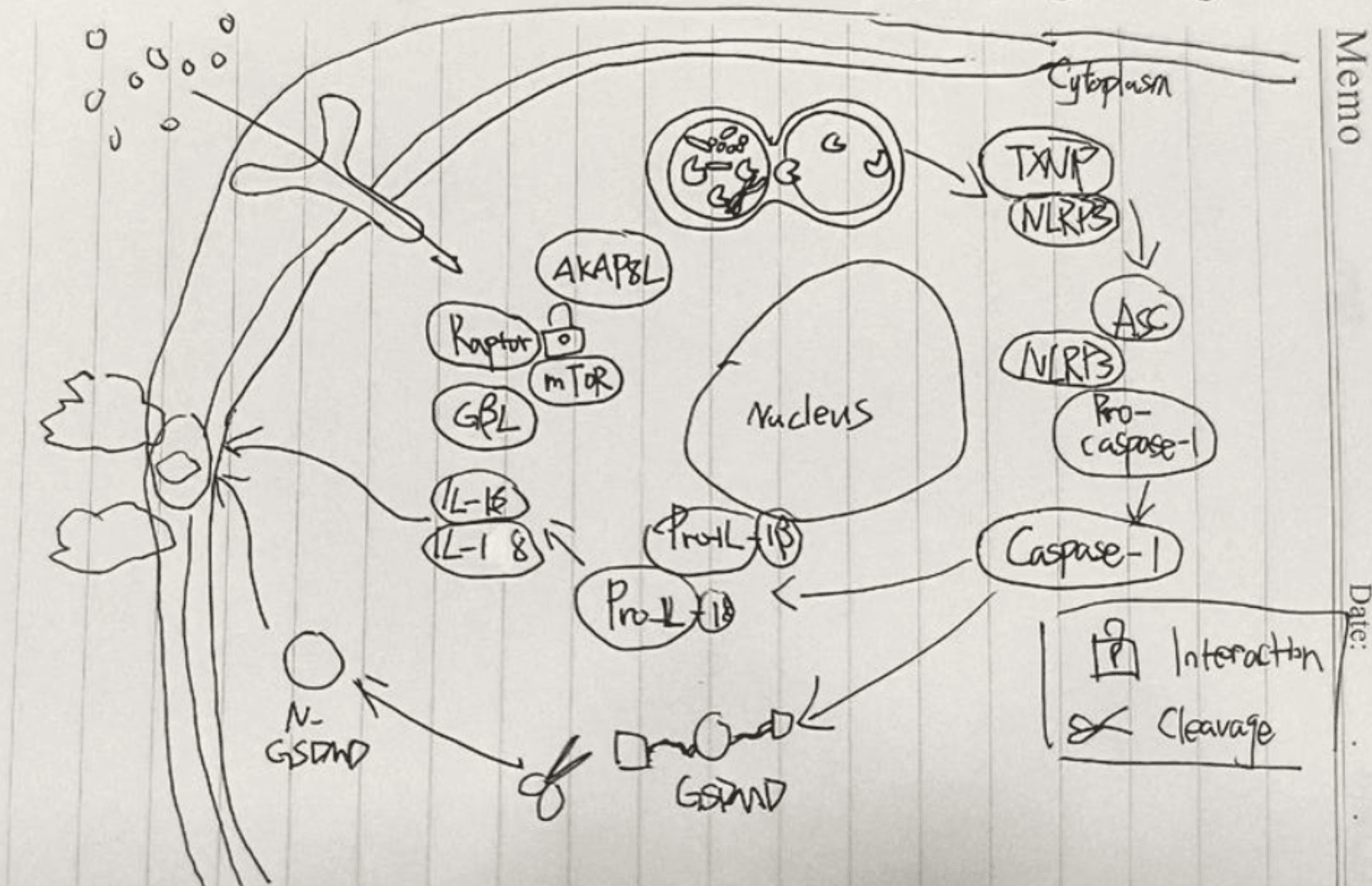 Sketch-to-Figure input