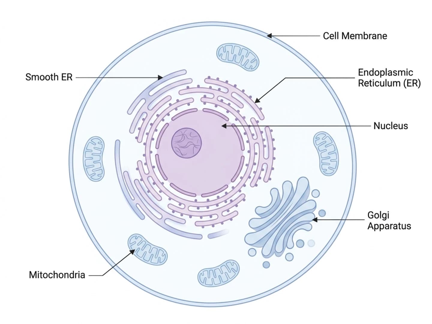 Labeled animal cell illustration