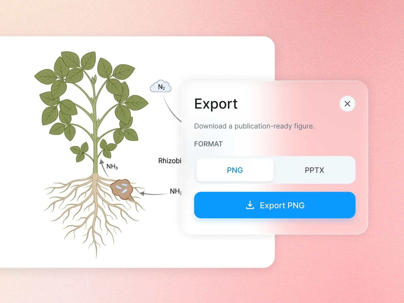 Export dialog over a nitrogen-fixation illustration, with PNG selected