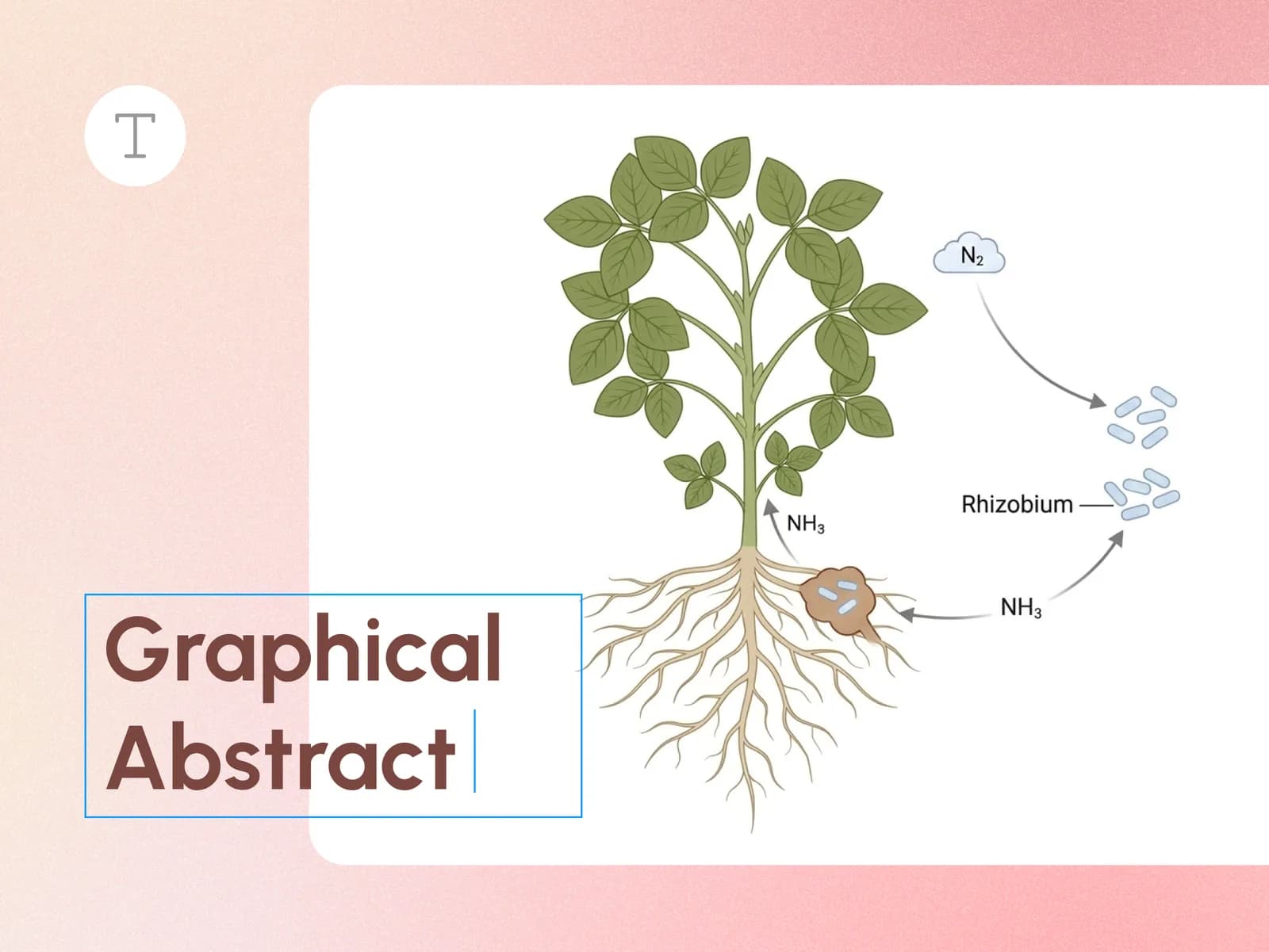 Nitrogen-fixation graphical abstract with a plant, rhizobium nodules, and editable title