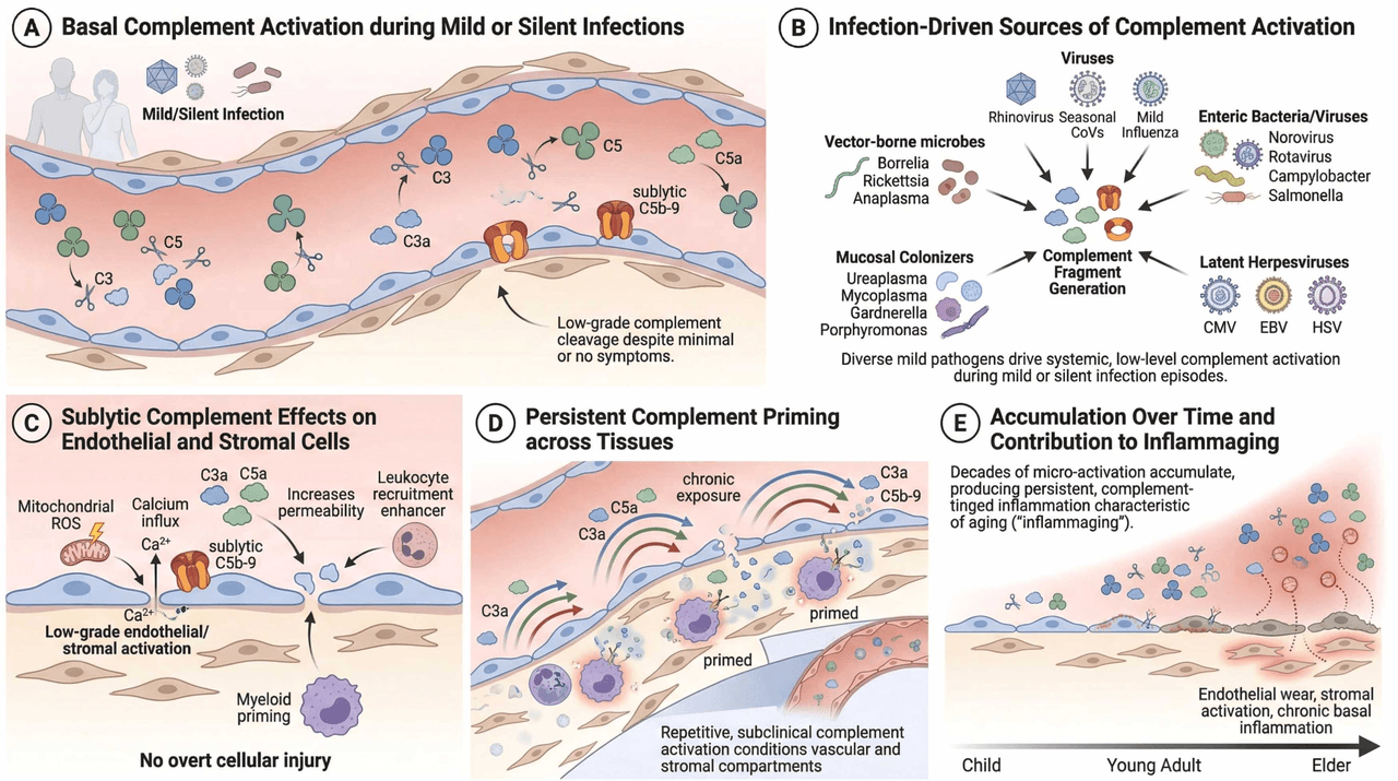 Diagram showing how repeated silent infections activate complement pathways and contribute to inflammaging over time