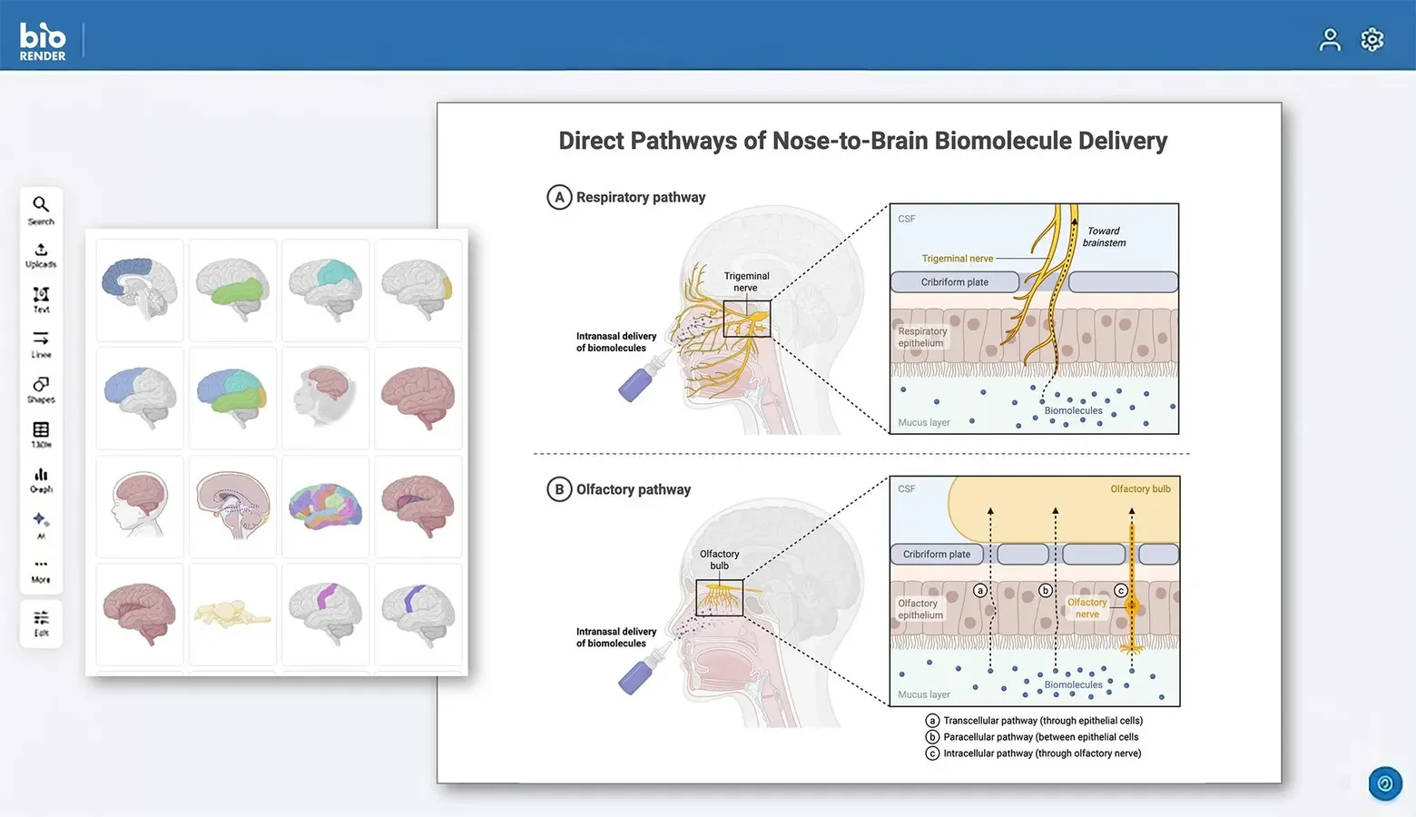 BioRender Interface