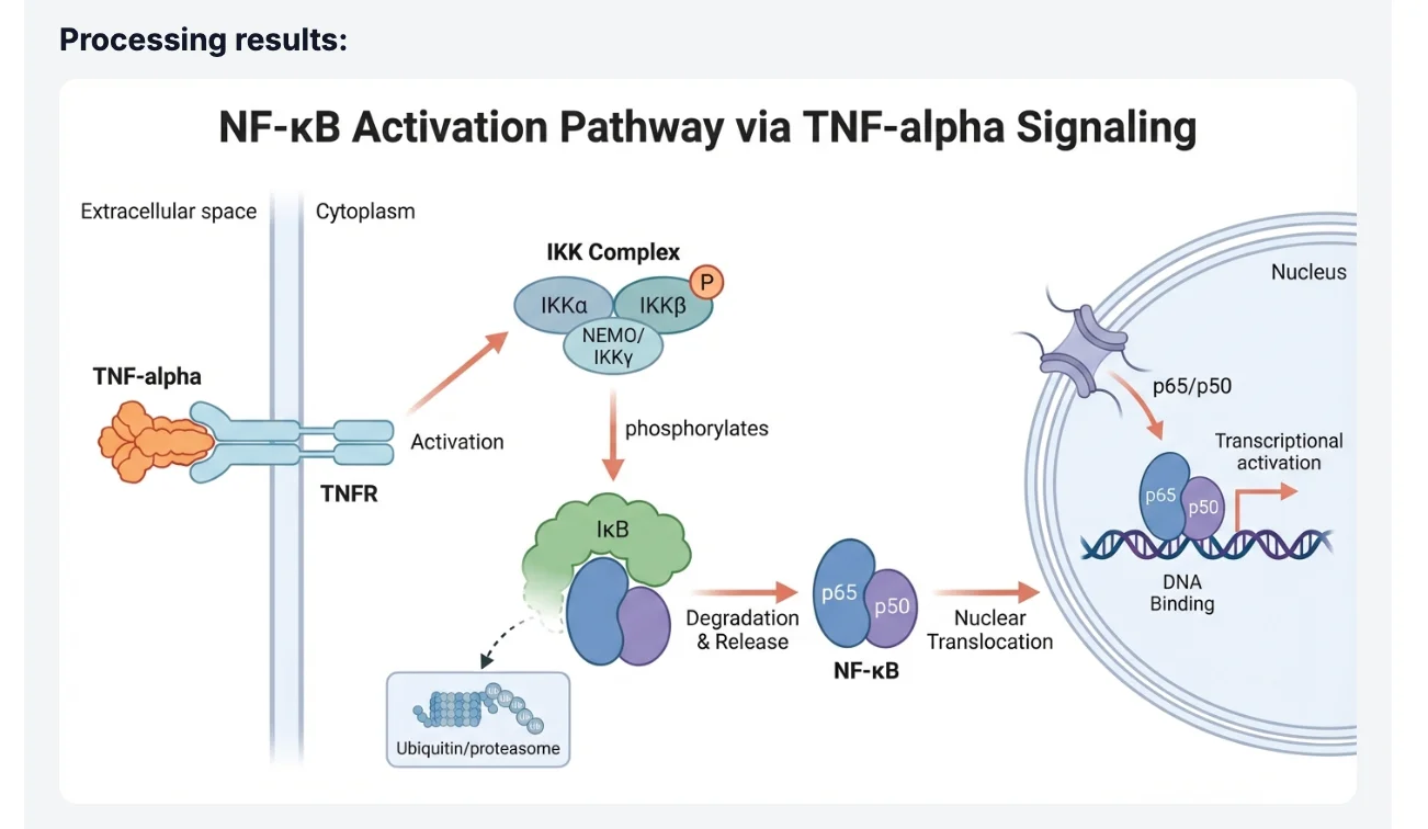 Generated NF-κB Pathway