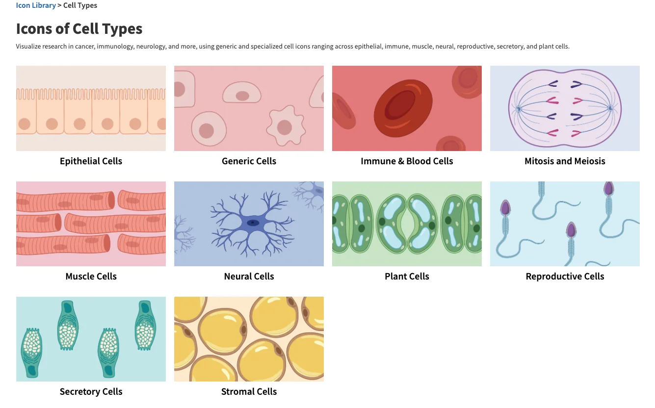 BioRender Interface